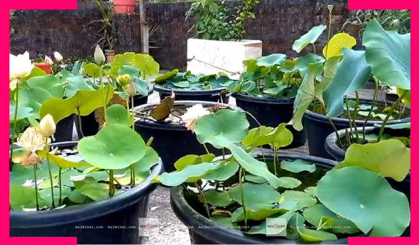 Rooftop Lotus Gardening