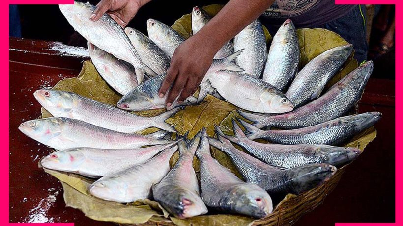 Bangladesh Ilish In India Price Availability