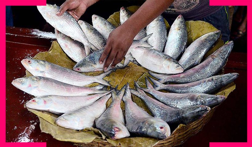 Bangladesh Ilish In India Price Availability