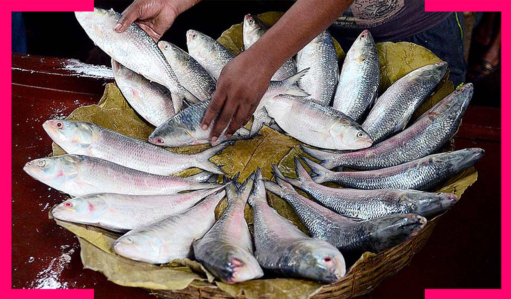 Bangladesh Ilish In India Price Availability