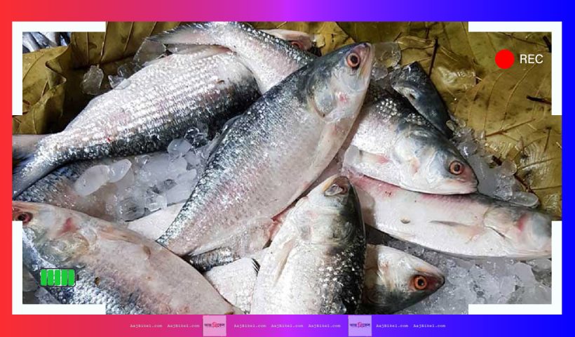 Bangladesh sending Hilsa