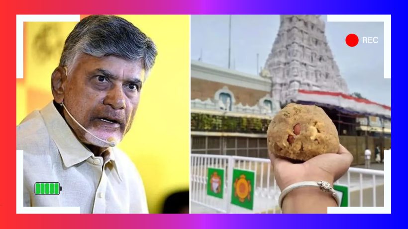 Tirupati Temple Laddu Animal Fat Tirupati Temple Laddu Animal Fat Controversy Tirupati Temple Tirupati Temple Laddu Animal Fat Controversy